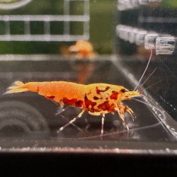 Red Body Pink Base Boa Trio Caridina shrimp Auction at Shrimp Cove UK Flamingo 🦩