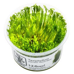 Taiwan Moss Taciphyllum alternans Tropica 1-2 Grow