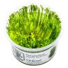 Taiwan Moss Taciphyllum alternans Tropica 1-2 Grow