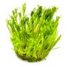 Taiwan Moss Taciphyllum alternans Tropica 1-2 Grow