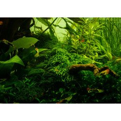 Taiwan Moss Taciphyllum alternans Tropica 1-2 Grow