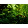 Taiwan Moss Taciphyllum alternans Tropica 1-2 Grow