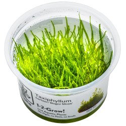 Bogor Moss  Tropica 1-2 Grow EASY