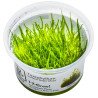 Bogor Moss  Tropica 1-2 Grow EASY