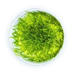 Bogor Moss  Tropica 1-2 Grow EASY