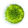 Bogor Moss  Tropica 1-2 Grow EASY