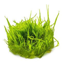 Bogor Moss  Tropica 1-2 Grow EASY