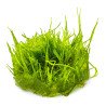 Bogor Moss  Tropica 1-2 Grow EASY