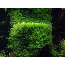 Bogor Moss  Tropica 1-2 Grow EASY