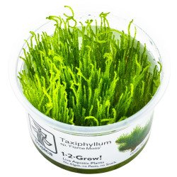 Fames Moss  Tropica 1-2 Grow EASY at Shrimp Cove UK buy now. Freshwater Shrimp Caridina Shrimp snails