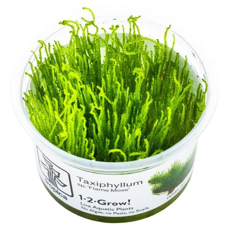 Fames Moss  Tropica 1-2 Grow EASY at Shrimp Cove UK buy now. Freshwater Shrimp Caridina Shrimp snails