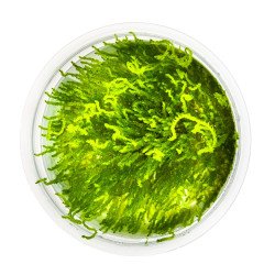 Fames Moss  Tropica 1-2 Grow EASY at Shrimp Cove UK buy now. Freshwater Shrimp Caridina Shrimp snails