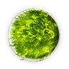 Fames Moss  Tropica 1-2 Grow EASY at Shrimp Cove UK buy now. Freshwater Shrimp Caridina Shrimp snails