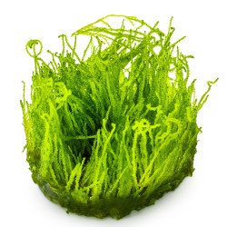 Fames Moss  Tropica 1-2 Grow EASY at Shrimp Cove UK buy now. Freshwater Shrimp Caridina Shrimp snails