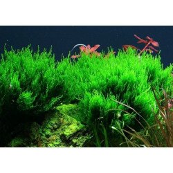 Fames Moss  Tropica 1-2 Grow EASY at Shrimp Cove UK buy now. Freshwater Shrimp Caridina Shrimp snails