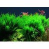 Fames Moss  Tropica 1-2 Grow EASY at Shrimp Cove UK buy now. Freshwater Shrimp Caridina Shrimp snails