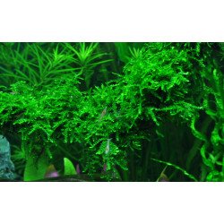 Weeping Moss  Tropica 1-2 Grow EASY at Shrimp Cove UK buy now. Freshwater Shrimp Caridina Shrimp snails
