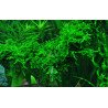 Weeping Moss  Tropica 1-2 Grow EASY at Shrimp Cove UK buy now. Freshwater Shrimp Caridina Shrimp snails