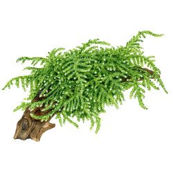 Weeping Moss  Tropica 1-2 Grow EASY at Shrimp Cove UK buy now. Freshwater Shrimp Caridina Shrimp snails