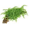 Weeping Moss  Tropica 1-2 Grow EASY at Shrimp Cove UK buy now. Freshwater Shrimp Caridina Shrimp snails