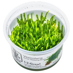 Weeping Moss  Tropica 1-2 Grow EASY at Shrimp Cove UK buy now. Freshwater Shrimp Caridina Shrimp snails