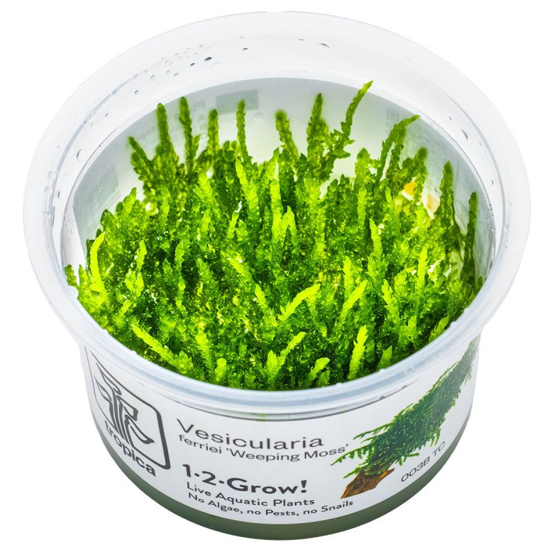 Weeping Moss  Tropica 1-2 Grow EASY at Shrimp Cove UK buy now. Freshwater Shrimp Caridina Shrimp snails