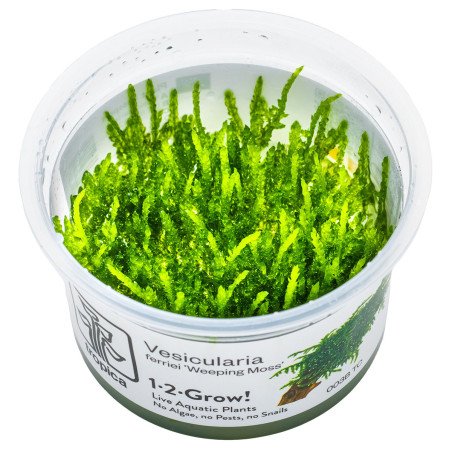 Weeping Moss  Tropica 1-2 Grow EASY at Shrimp Cove UK buy now. Freshwater Shrimp Caridina Shrimp snails