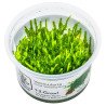 Weeping Moss  Tropica 1-2 Grow EASY at Shrimp Cove UK buy now. Freshwater Shrimp Caridina Shrimp snails