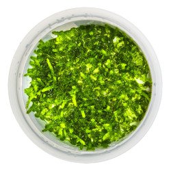 Weeping Moss  Tropica 1-2 Grow EASY at Shrimp Cove UK buy now. Freshwater Shrimp Caridina Shrimp snails