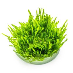 Weeping Moss  Tropica 1-2 Grow EASY at Shrimp Cove UK buy now. Freshwater Shrimp Caridina Shrimp snails