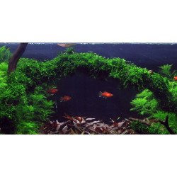 Weeping Moss  Tropica 1-2 Grow EASY at Shrimp Cove UK buy now. Freshwater Shrimp Caridina Shrimp snails