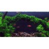 Weeping Moss  Tropica 1-2 Grow EASY at Shrimp Cove UK buy now. Freshwater Shrimp Caridina Shrimp snails