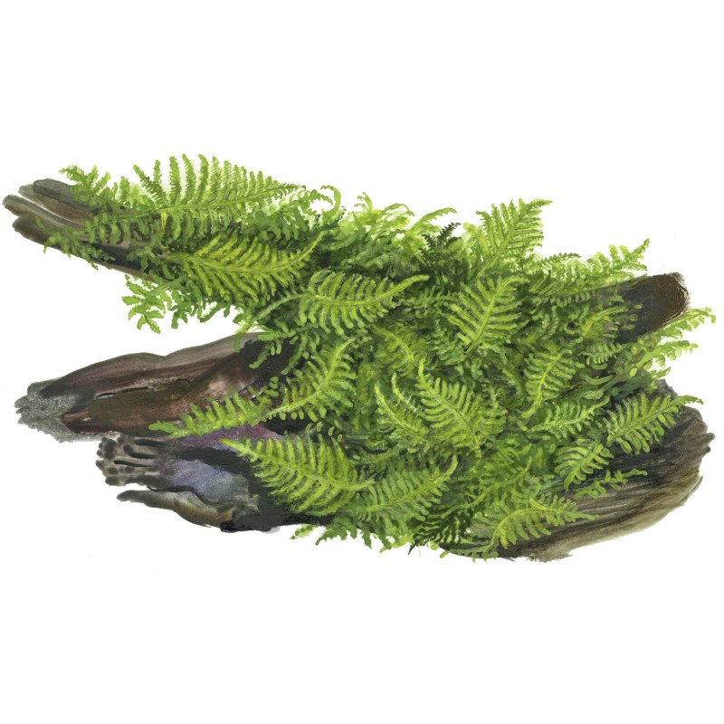 Christmas Moss Tropica 1-2 Grow EASY at Shrimp Cove UK buy now. Freshwater Shrimp Caridina Shrimp snails
