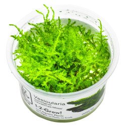 Christmas Moss Tropica 1-2 Grow EASY at Shrimp Cove UK buy now. Freshwater Shrimp Caridina Shrimp snails