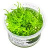 Christmas Moss Tropica 1-2 Grow EASY at Shrimp Cove UK buy now. Freshwater Shrimp Caridina Shrimp snails
