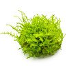 Christmas Moss Tropica 1-2 Grow EASY at Shrimp Cove UK buy now. Freshwater Shrimp Caridina Shrimp snails