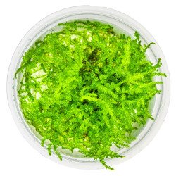 Christmas Moss Tropica 1-2 Grow EASY at Shrimp Cove UK buy now. Freshwater Shrimp Caridina Shrimp snails