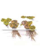 Christmas Moss Tropica 1-2 Grow EASY at Shrimp Cove UK buy now. Freshwater Shrimp Caridina Shrimp snails