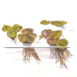 Christmas Moss Tropica 1-2 Grow EASY at Shrimp Cove UK buy now. Freshwater Shrimp Caridina Shrimp snails