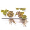 Christmas Moss Tropica 1-2 Grow EASY at Shrimp Cove UK buy now. Freshwater Shrimp Caridina Shrimp snails