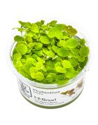 Christmas Moss Tropica 1-2 Grow EASY at Shrimp Cove UK buy now. Freshwater Shrimp Caridina Shrimp snails