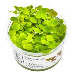 Christmas Moss Tropica 1-2 Grow EASY at Shrimp Cove UK buy now. Freshwater Shrimp Caridina Shrimp snails