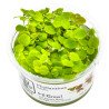 Christmas Moss Tropica 1-2 Grow EASY at Shrimp Cove UK buy now. Freshwater Shrimp Caridina Shrimp snails