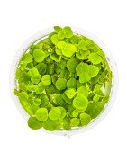 Christmas Moss Tropica 1-2 Grow EASY at Shrimp Cove UK buy now. Freshwater Shrimp Caridina Shrimp snails