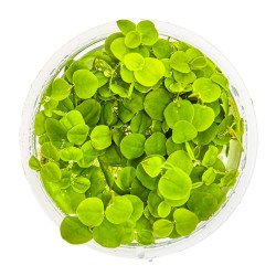 Christmas Moss Tropica 1-2 Grow EASY at Shrimp Cove UK buy now. Freshwater Shrimp Caridina Shrimp snails