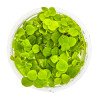 Christmas Moss Tropica 1-2 Grow EASY at Shrimp Cove UK buy now. Freshwater Shrimp Caridina Shrimp snails