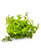 Christmas Moss Tropica 1-2 Grow EASY at Shrimp Cove UK buy now. Freshwater Shrimp Caridina Shrimp snails
