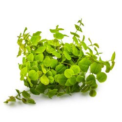 Christmas Moss Tropica 1-2 Grow EASY at Shrimp Cove UK buy now. Freshwater Shrimp Caridina Shrimp snails