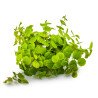 Christmas Moss Tropica 1-2 Grow EASY at Shrimp Cove UK buy now. Freshwater Shrimp Caridina Shrimp snails