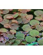 Christmas Moss Tropica 1-2 Grow EASY at Shrimp Cove UK buy now. Freshwater Shrimp Caridina Shrimp snails